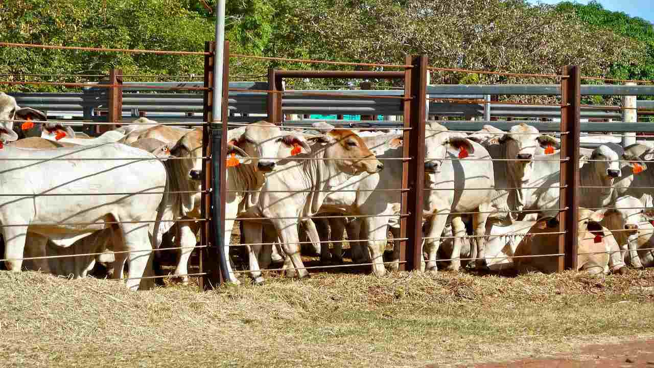 Bovini ovini recinto