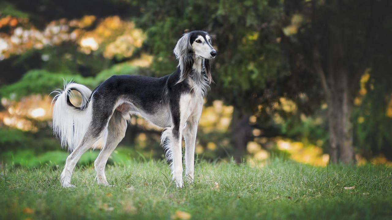 deposito cibo cani