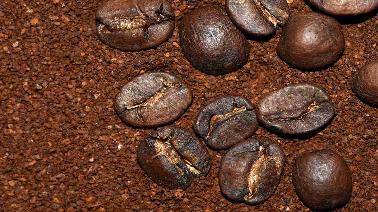 Fondi caffè fertilizzante macinato