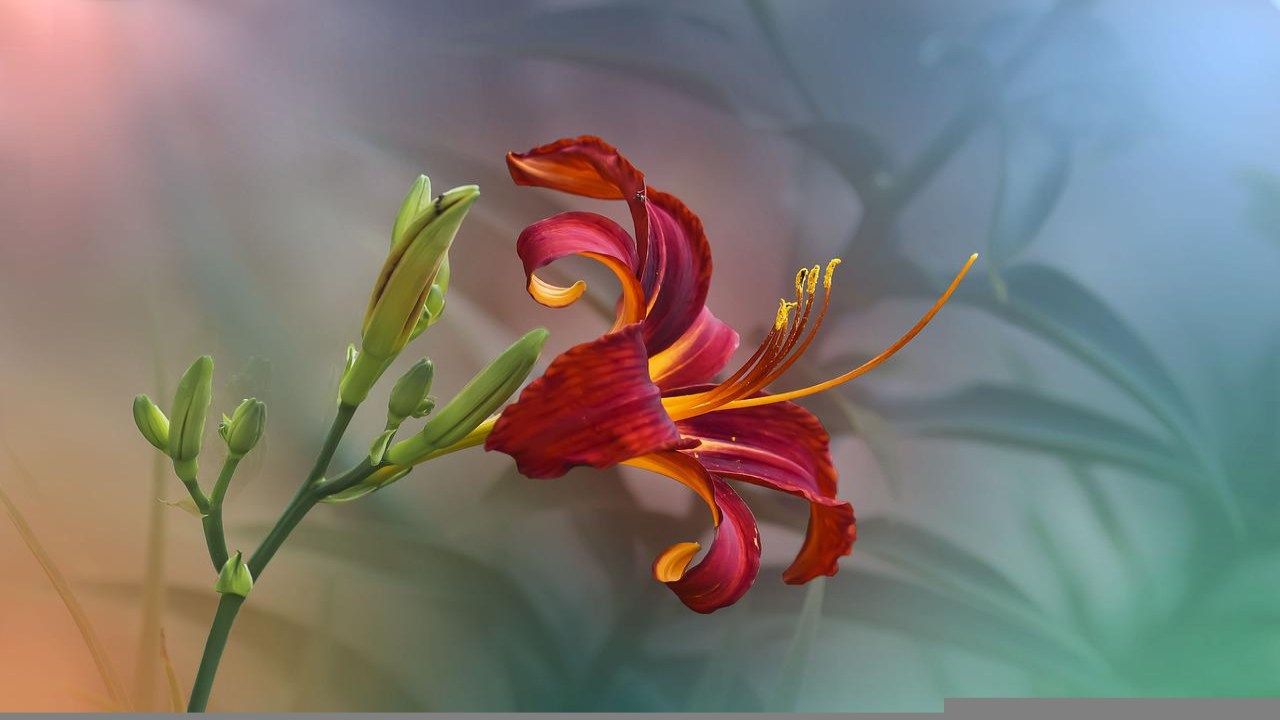 Hemerocallis rosso coltivazione