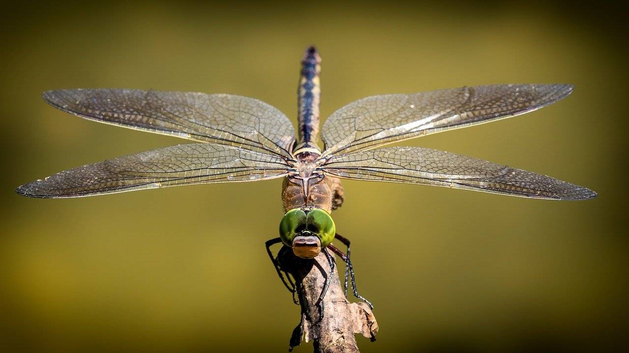 Giardino senza zanzare libellula