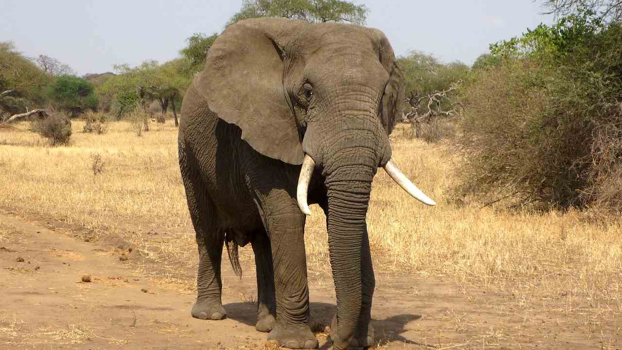 elefante mari