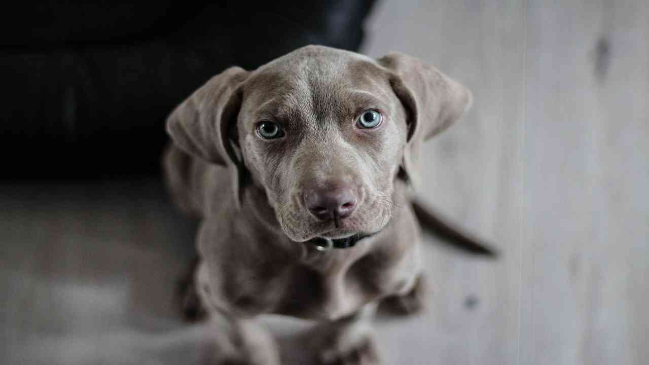 cane salta come insegnargli