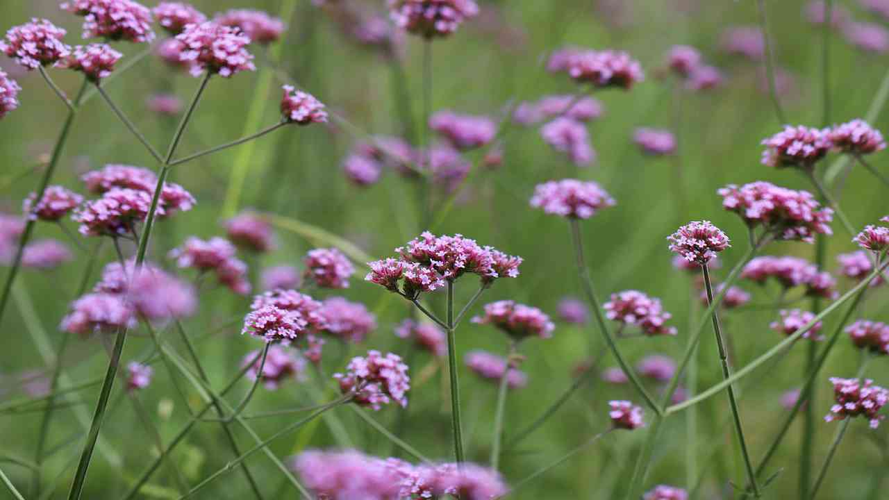 come coltivare verbena