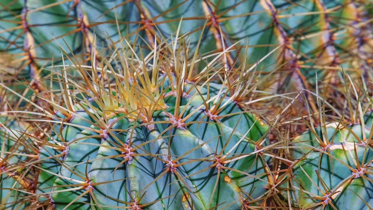 ferocactus come coltivarlo