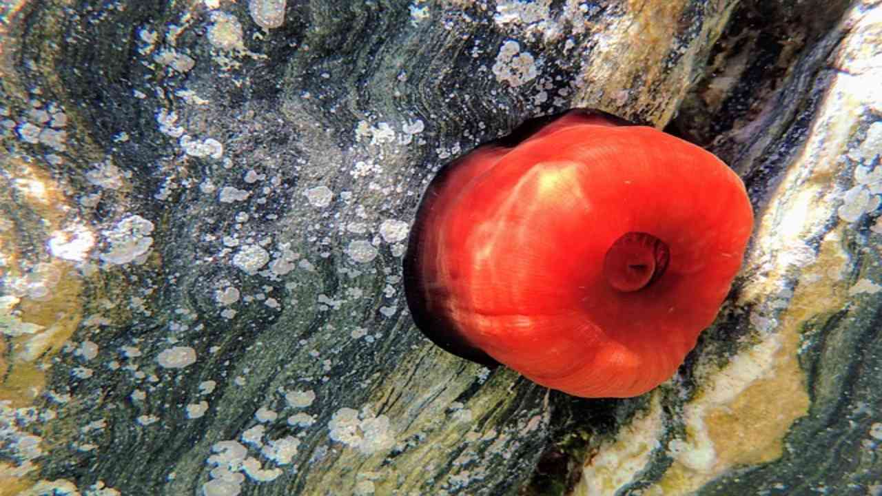 pomodoro di mare di cosa si nutre