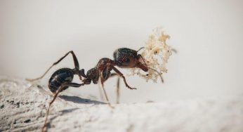 Formiche ostinate ad andar via, non le hai provate ancora tutte: il rimedio rivoluzionario