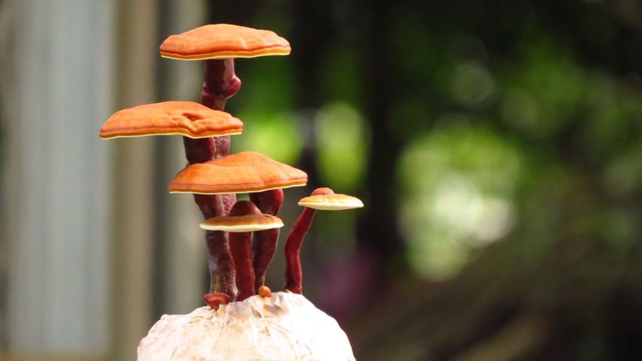 ganoderma fungo