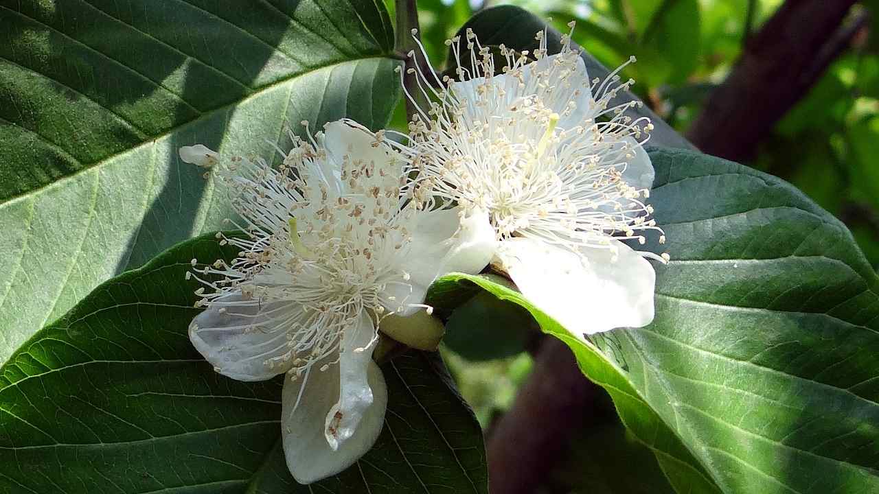 guava pianta