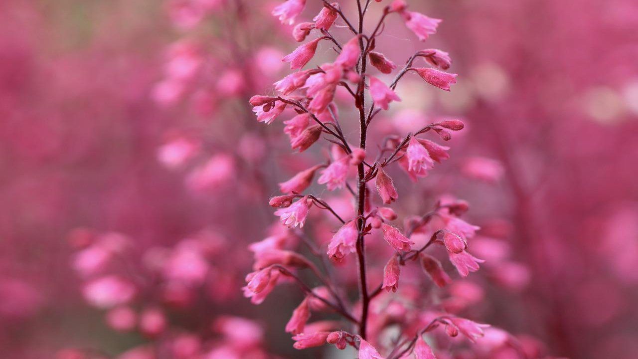 Piante settembrine heuchera