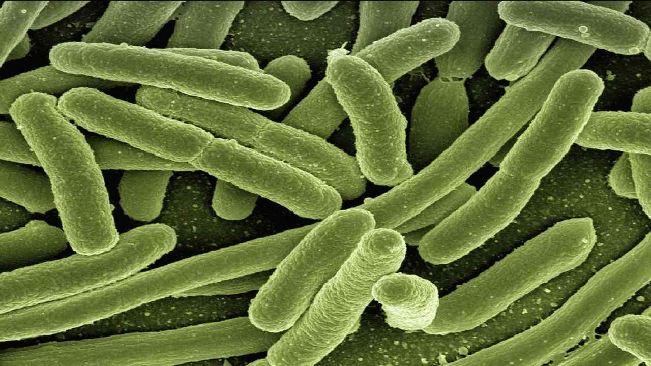 Batteri in mare E. Coli