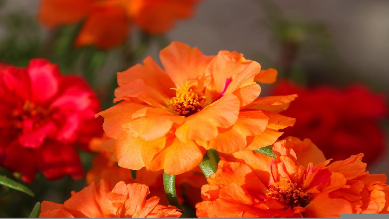 Portulaca fiore arancione