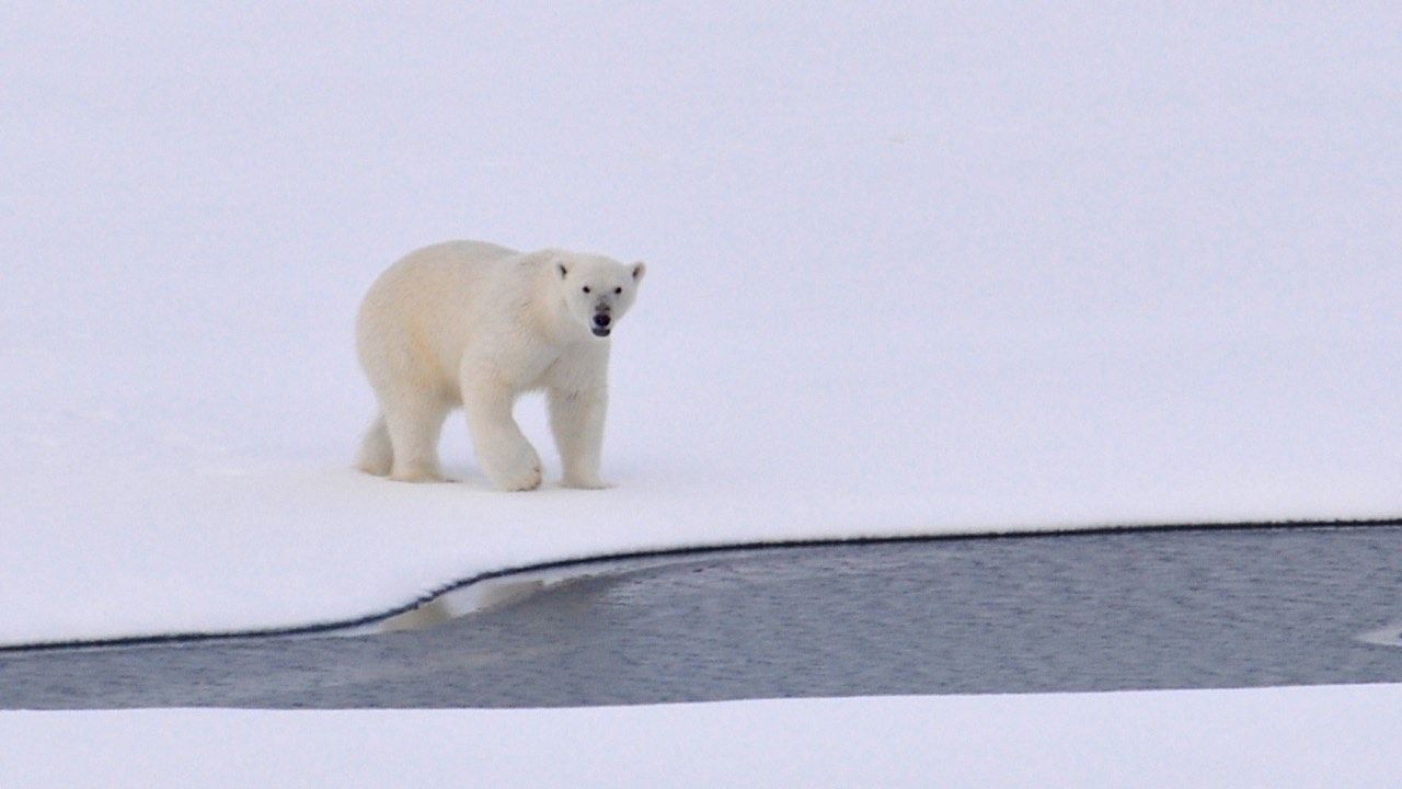 orso rifiuti