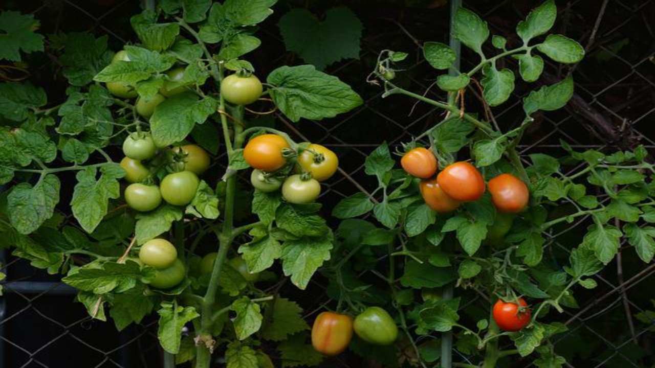 orto in giardino consigli