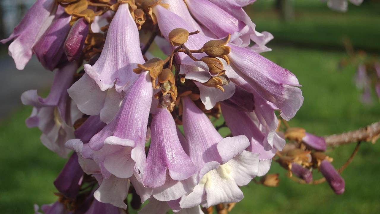 paulownia