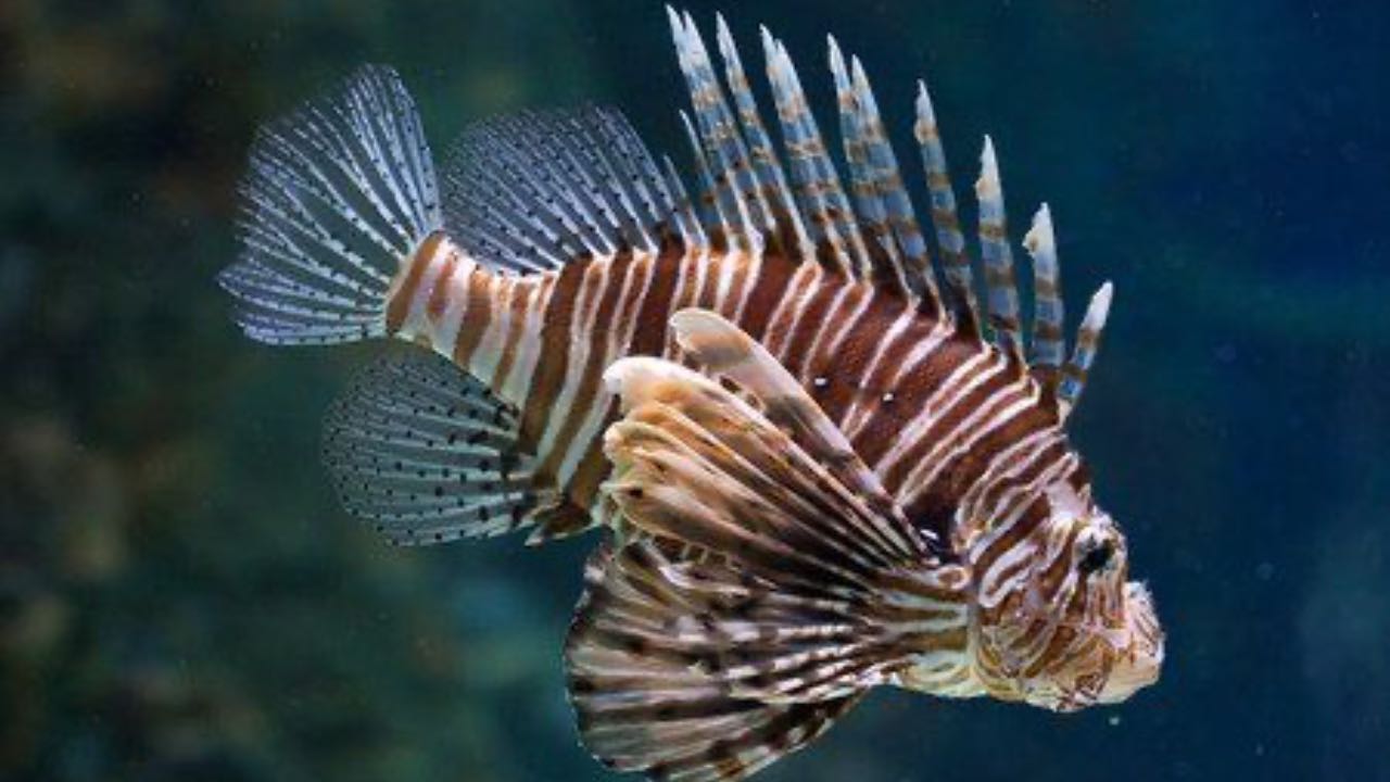 pesce scorpione attenzione