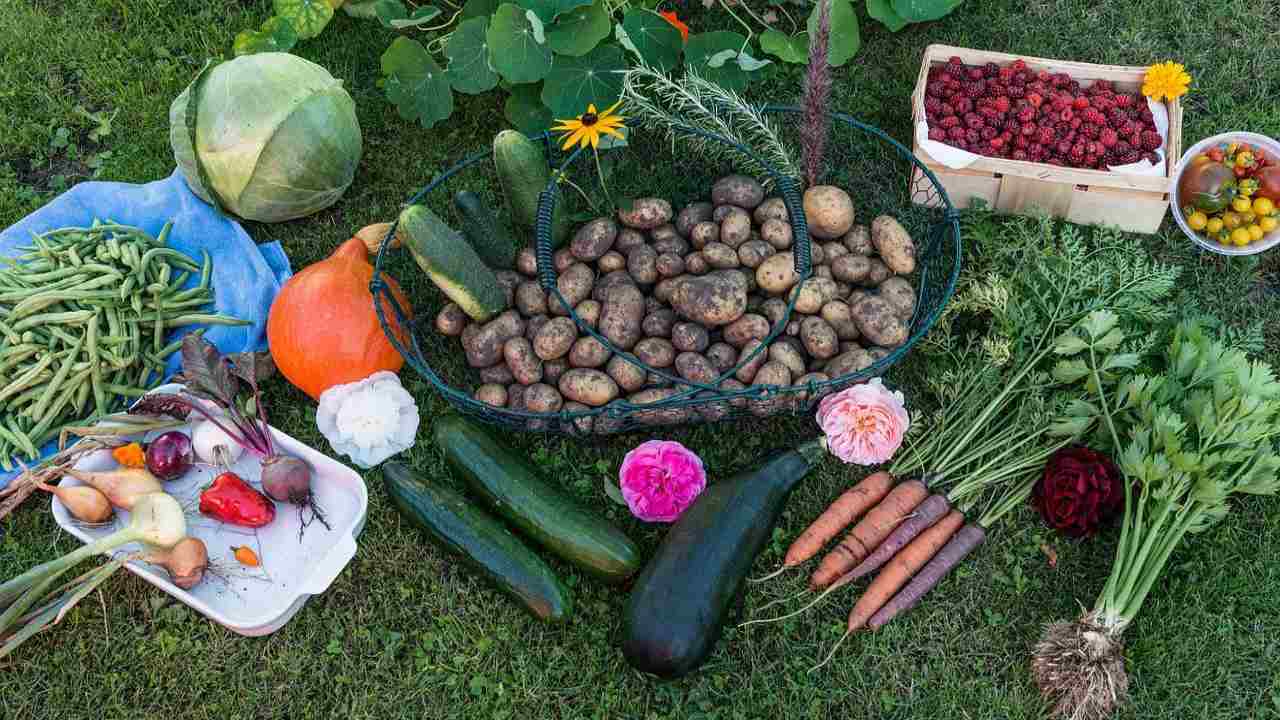 Orto autunnale raccolto