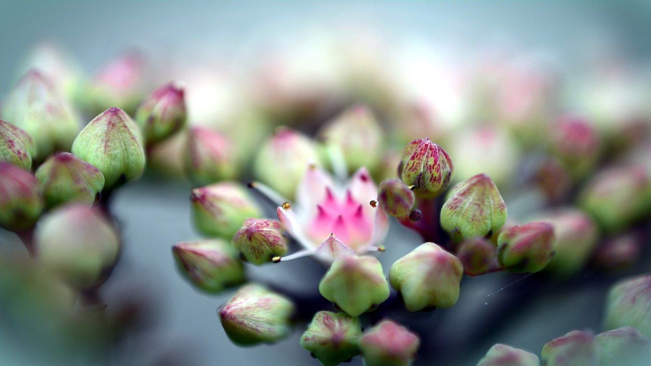 sedum piantare risultati