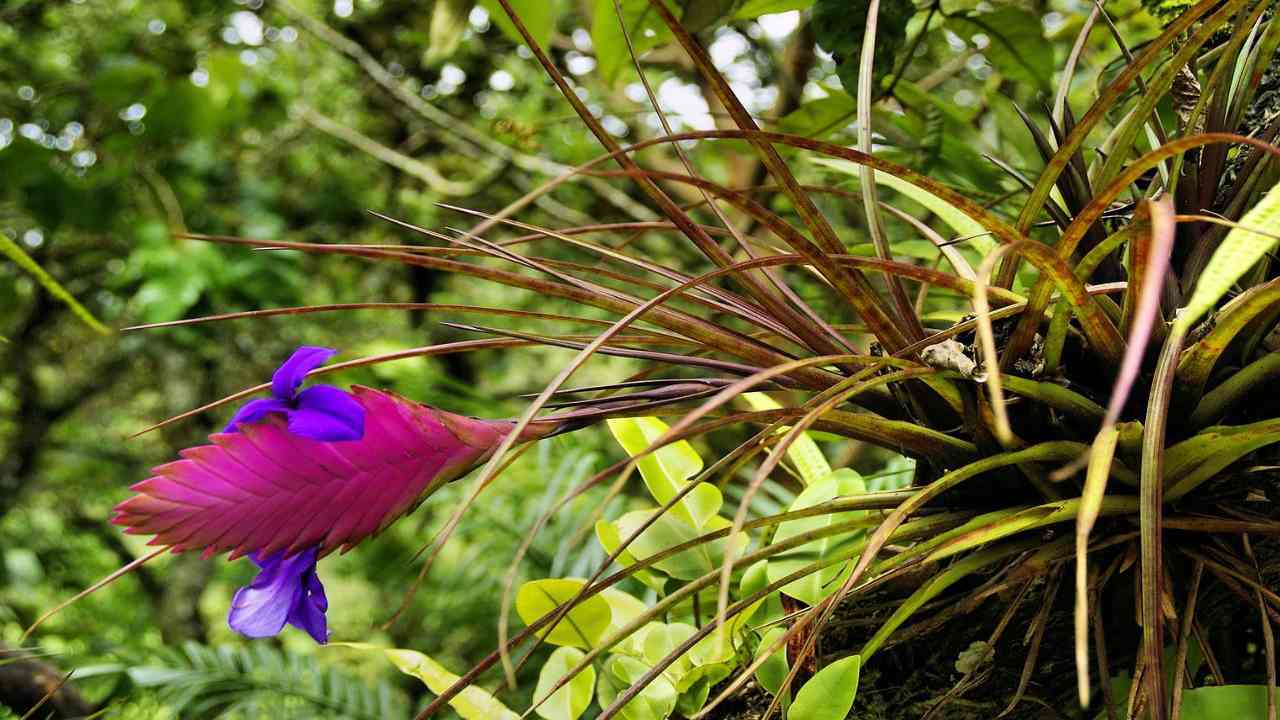 Tillanzia pianta senza terriccio fiore