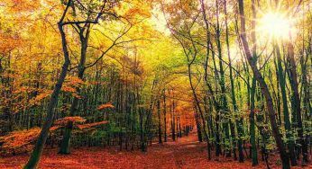 Alberi, gli sta succedendo qualcosa. La preoccupante scoperta