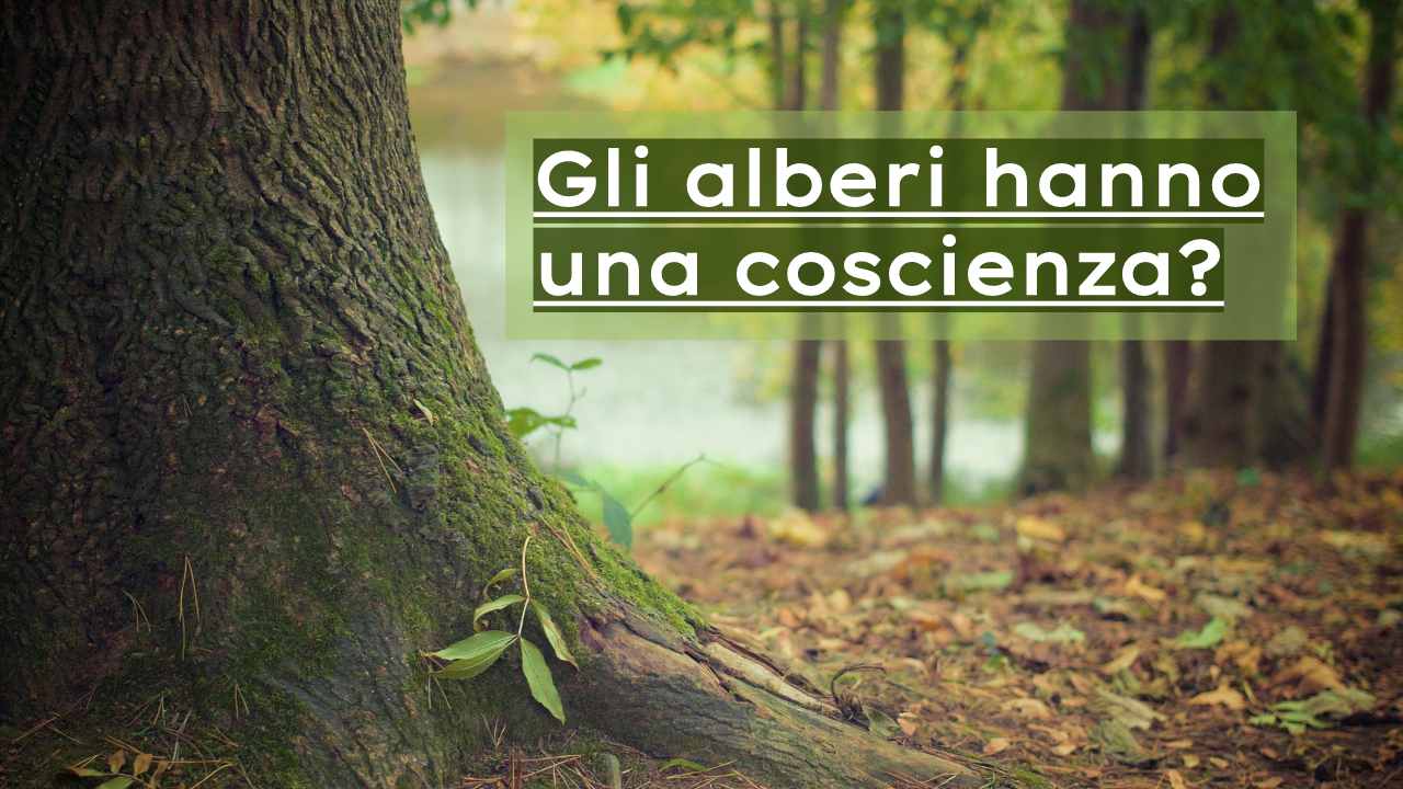 coscienza alberi