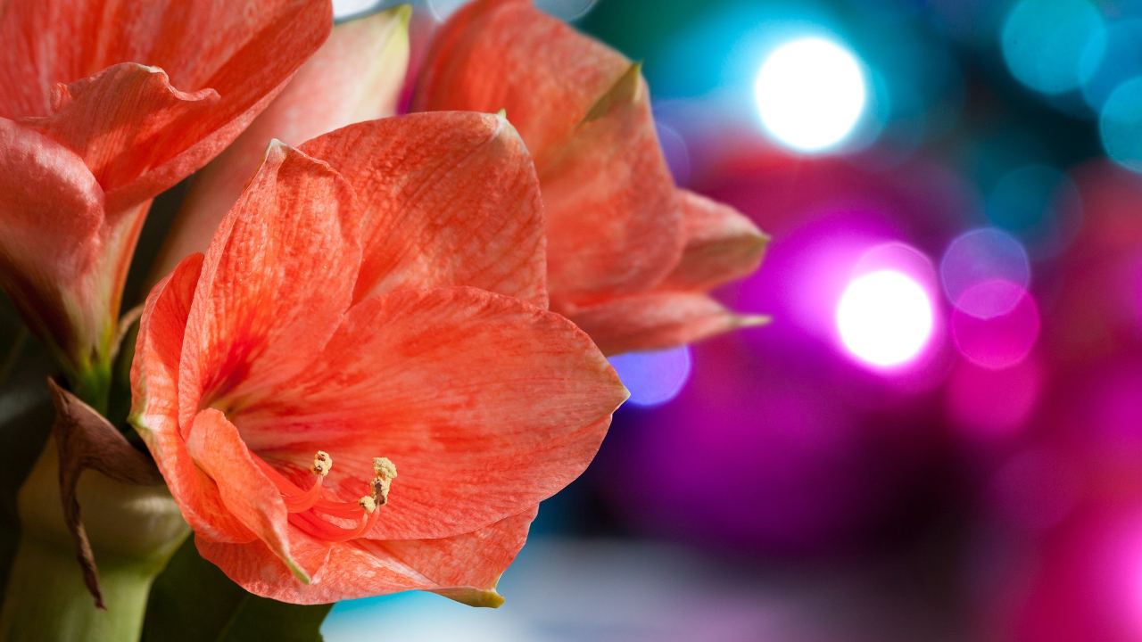 coltivare Amaryllis stagione fredda