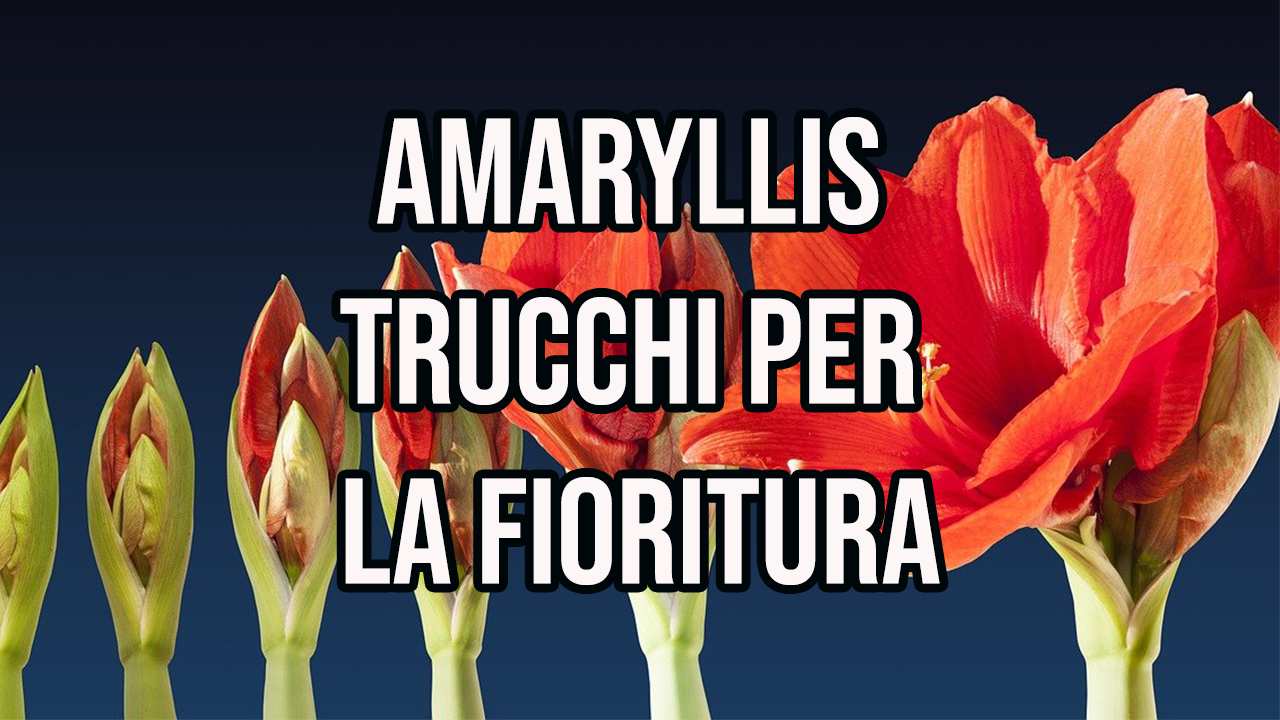 Amaryllis trucchi per la fioritura