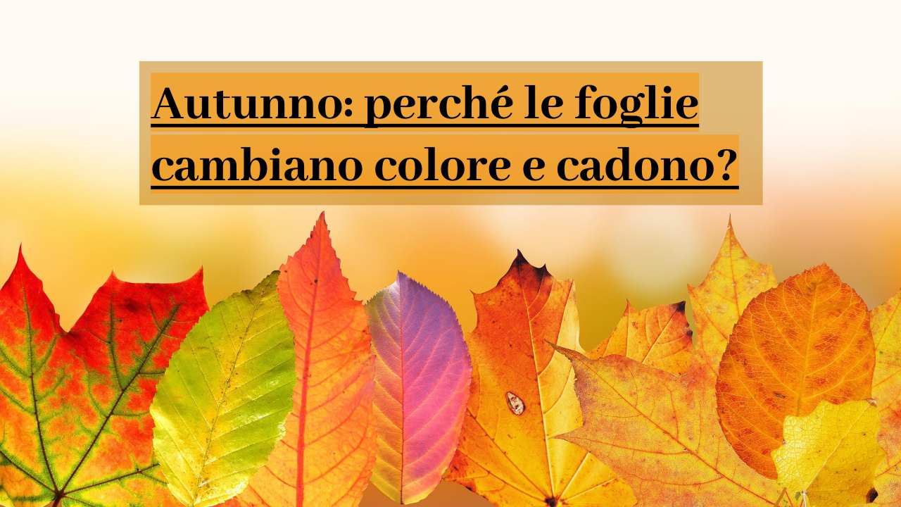 foglie autunno