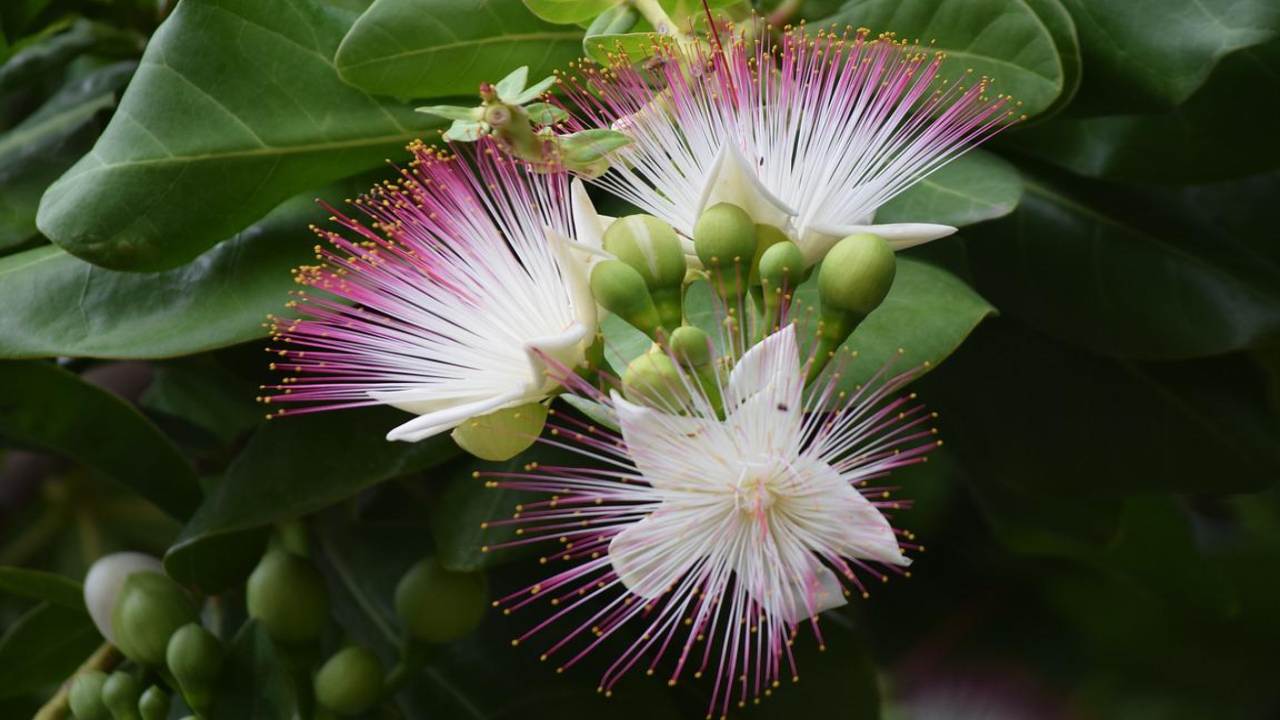 barringtonia asiatica coltivazione