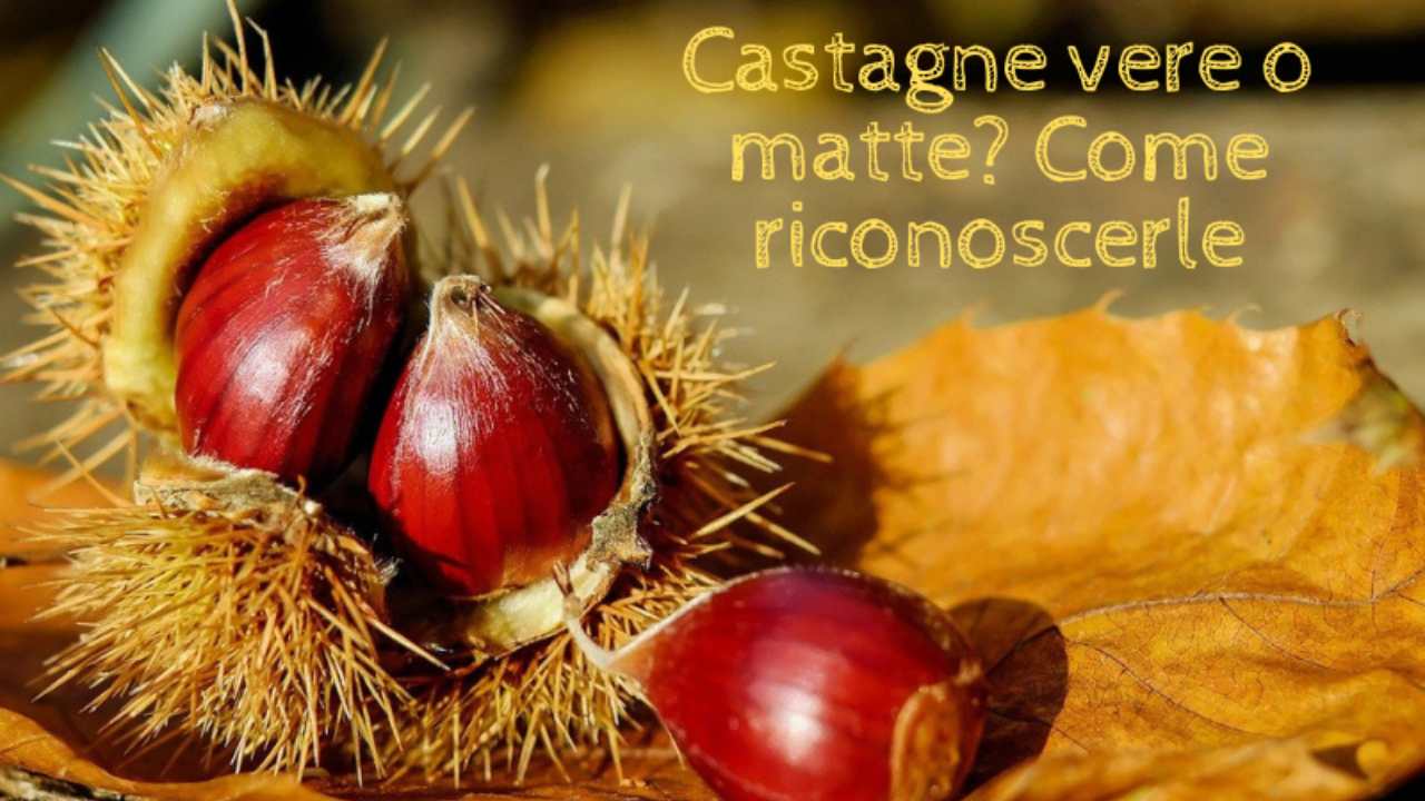 Castagne vere matte come riconoscerle