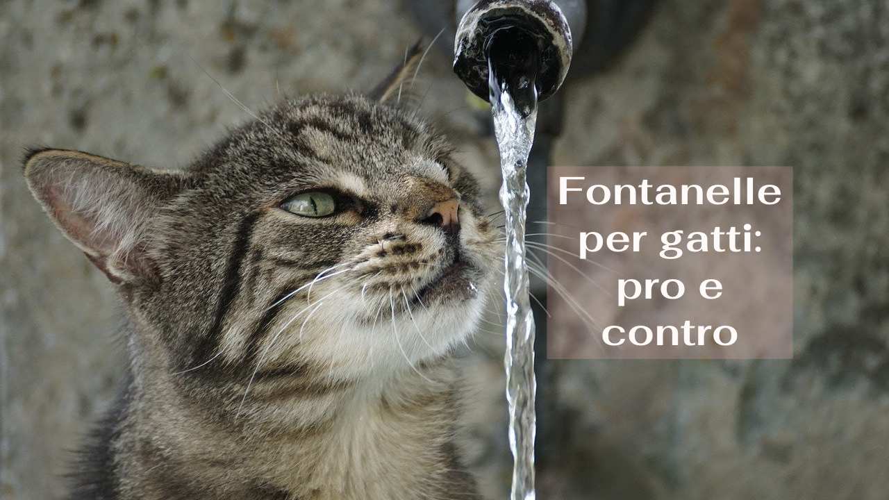 TOMXCUTE Filtri Fontanella per Gatti Tomxcute - AbruzzoNews24