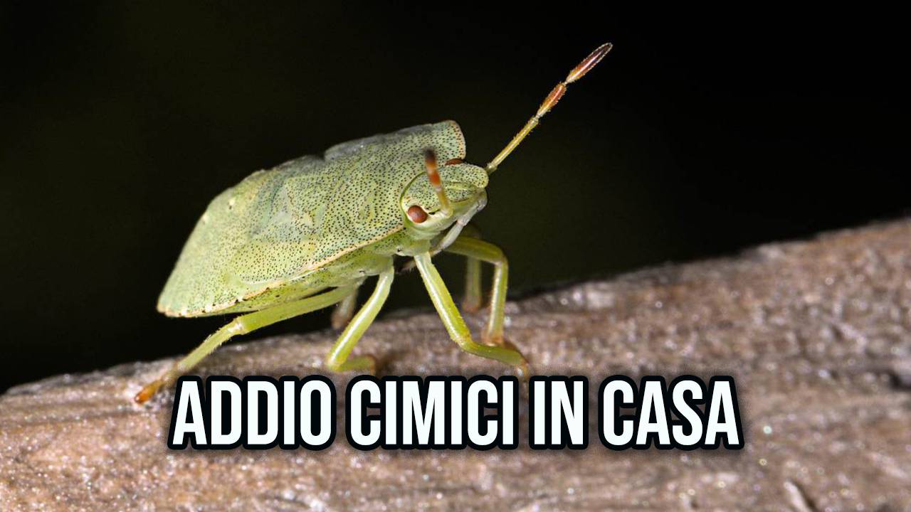 rimedi naturali contro le cimici