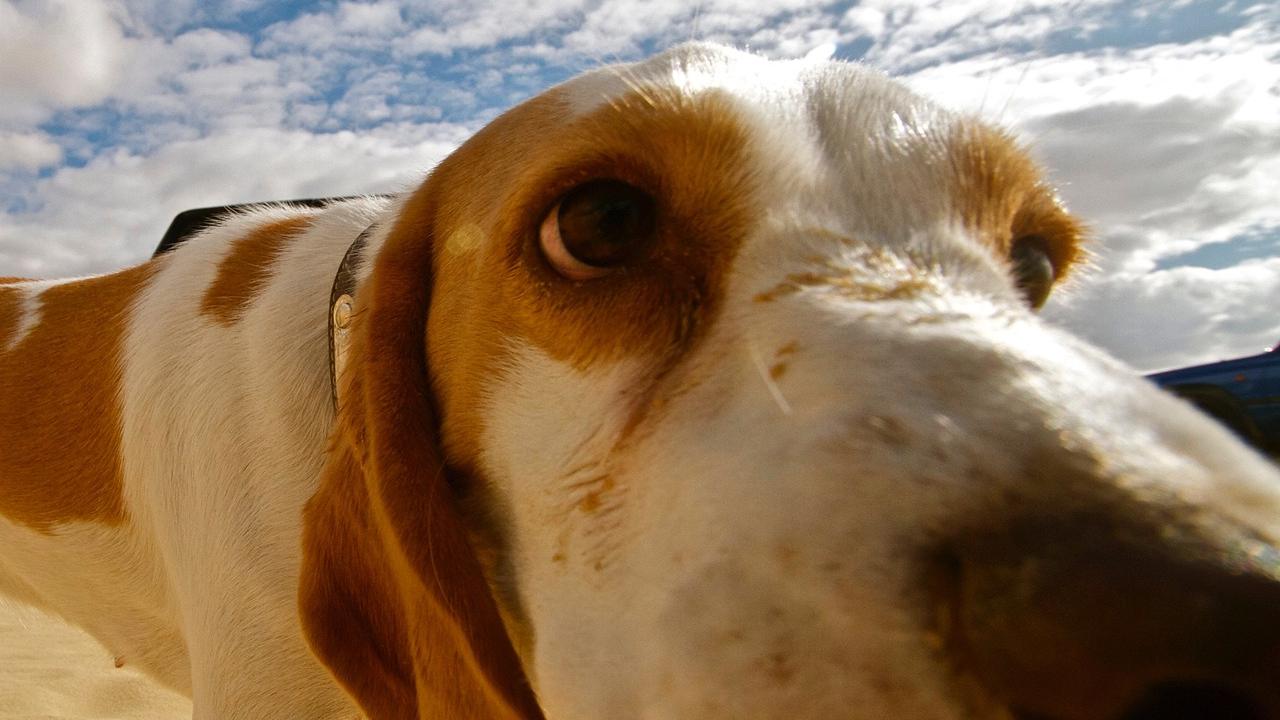 animali cane percezione tempo