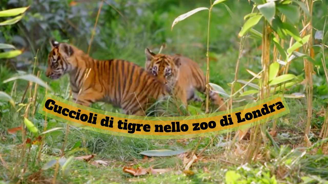 cuccioli tigre Sumatra zoo