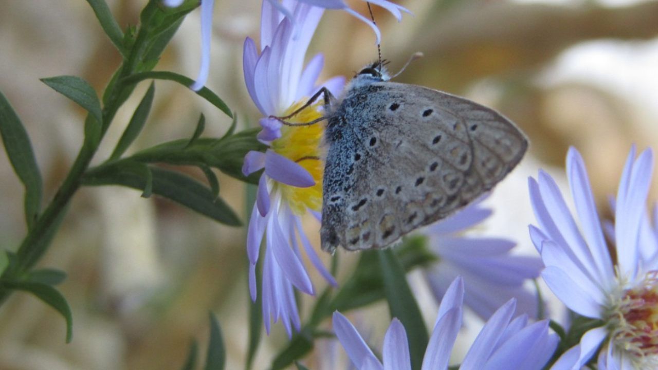 farfalla blu estinta '79 tornata