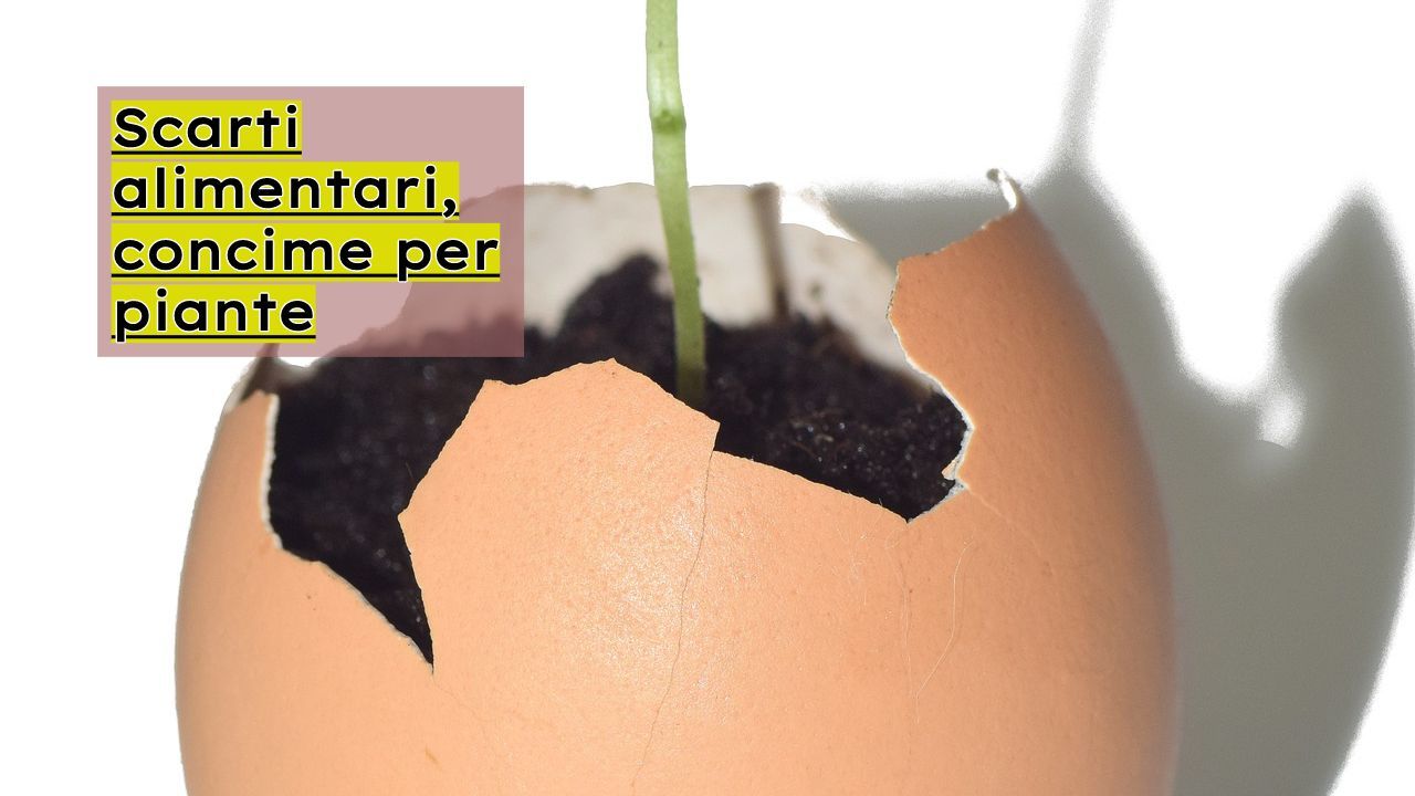 scarti alimentari piante