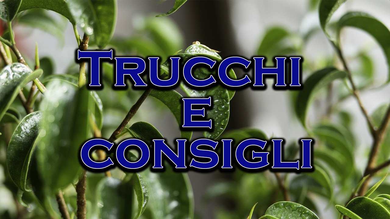 ficus bonsai trucchi longevità