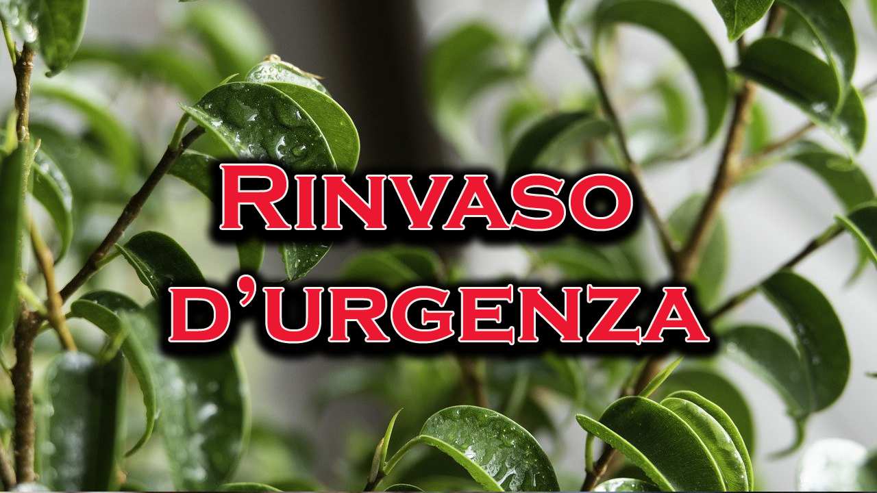 effettuare rinvaso ficus bonsai urgenza