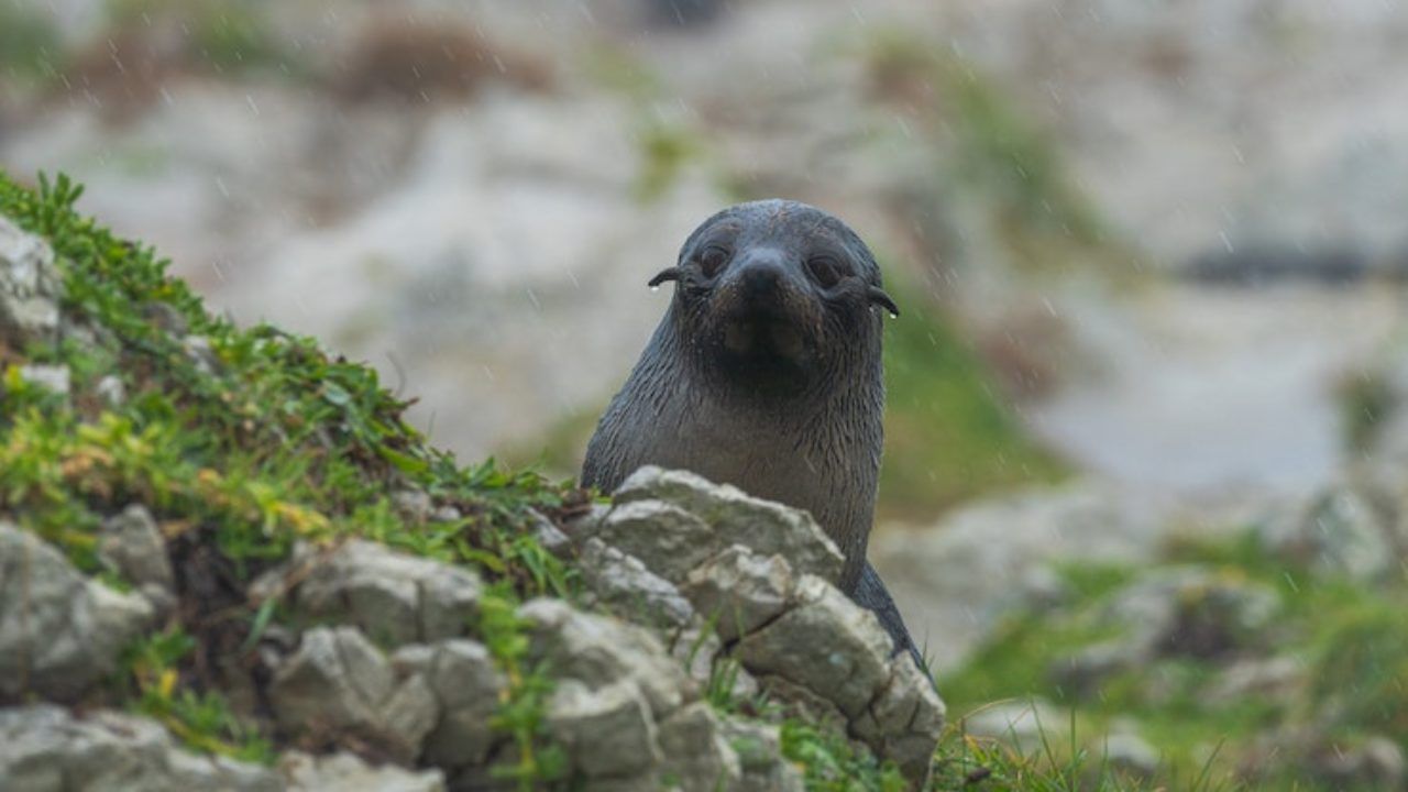 Foca Monaca avvistamento dove