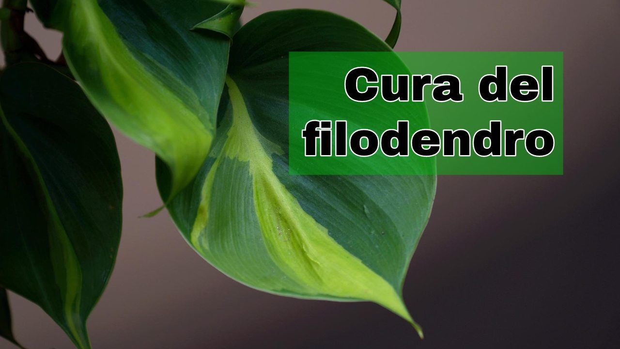 curare pianta filodendro