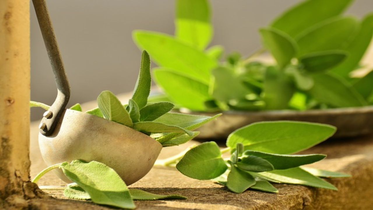 tintura madre salvia utilizzata meglio