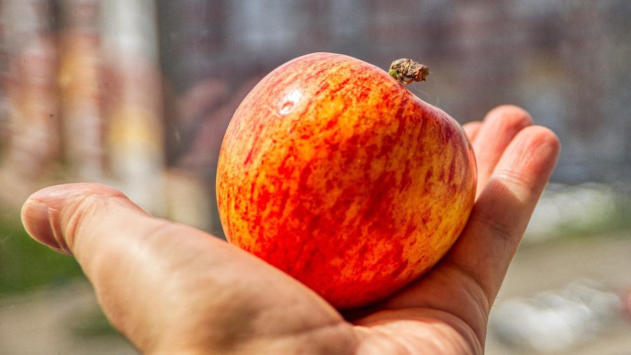 urban foraging alberi raccolta mele frutta città