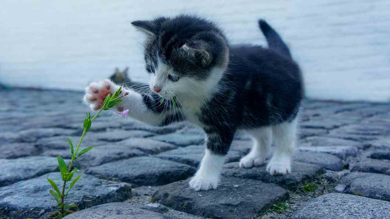 Gatto bonus animali