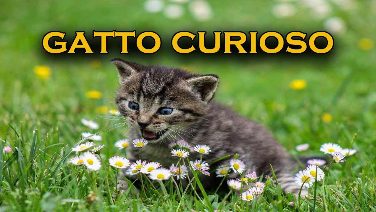 legge invasione gatto giardino vicino