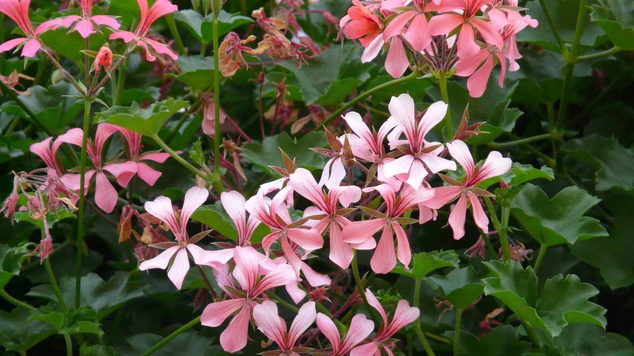 geranio parigino fiori cascata