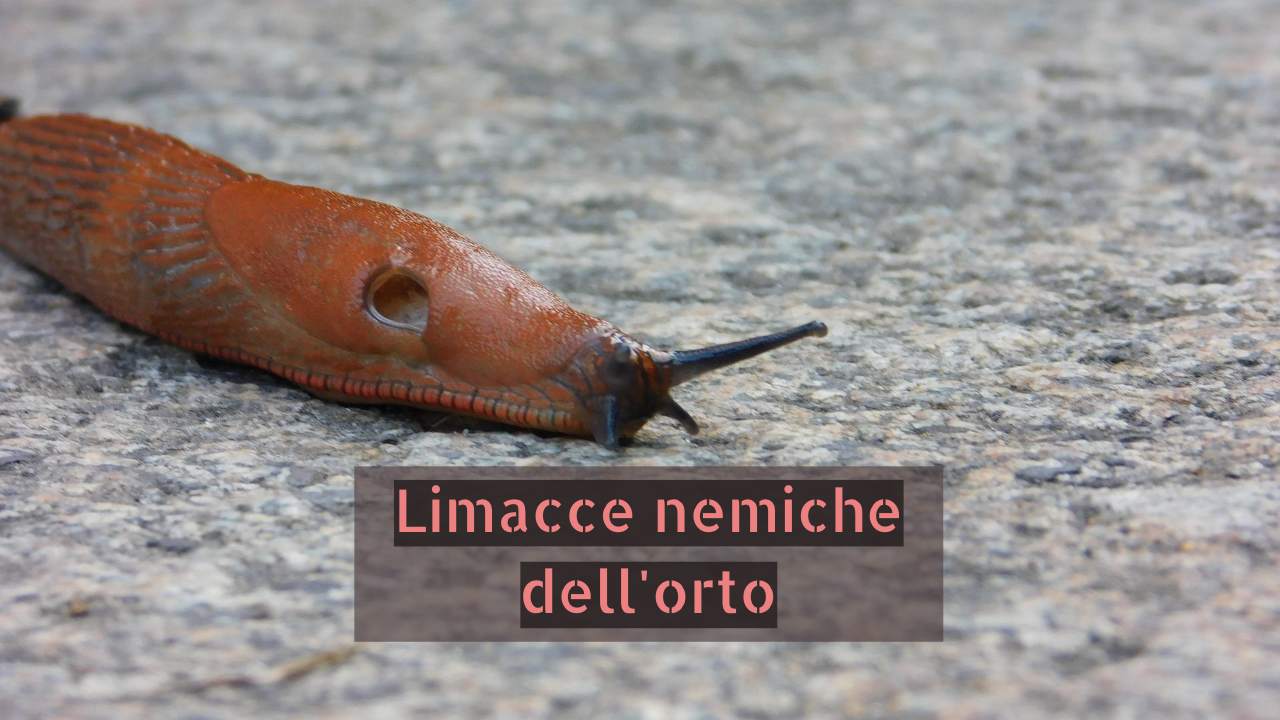 limacce nemiche orto