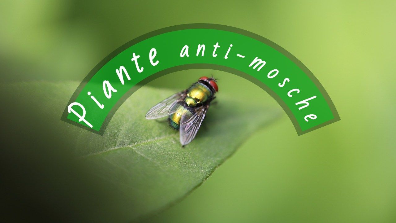 piante anti mosche