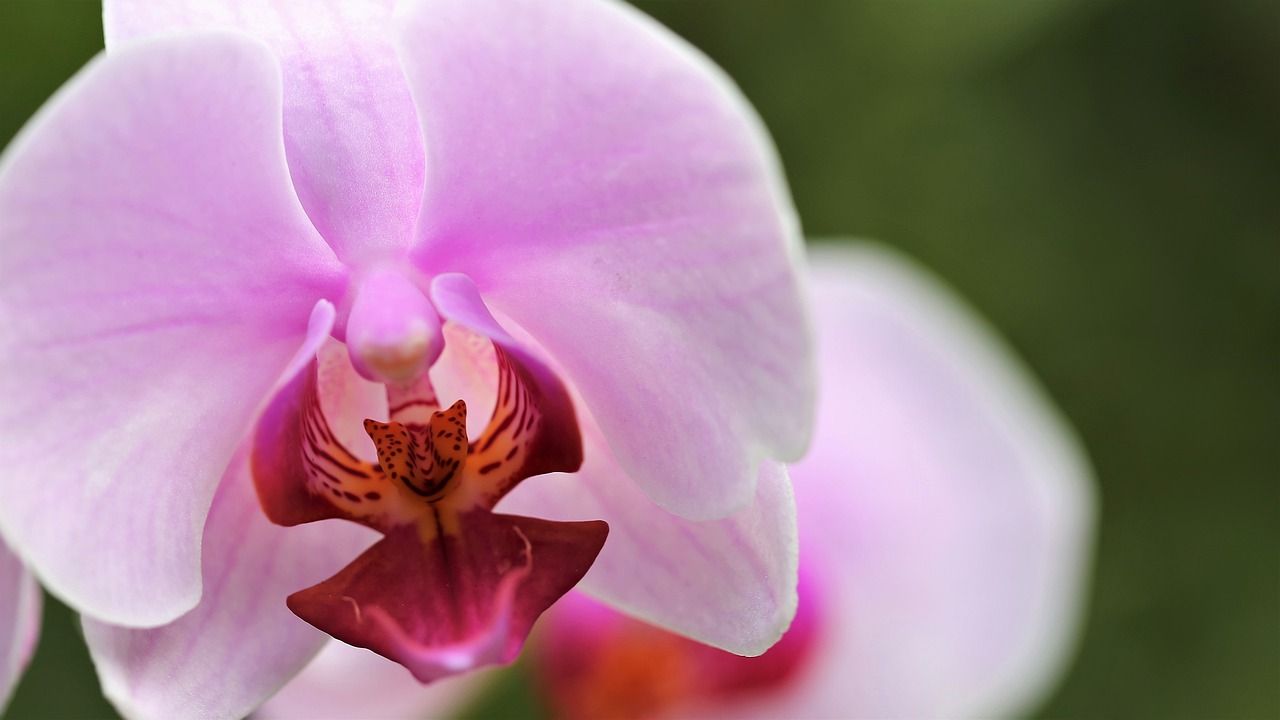 Orchidea fioritura annuale