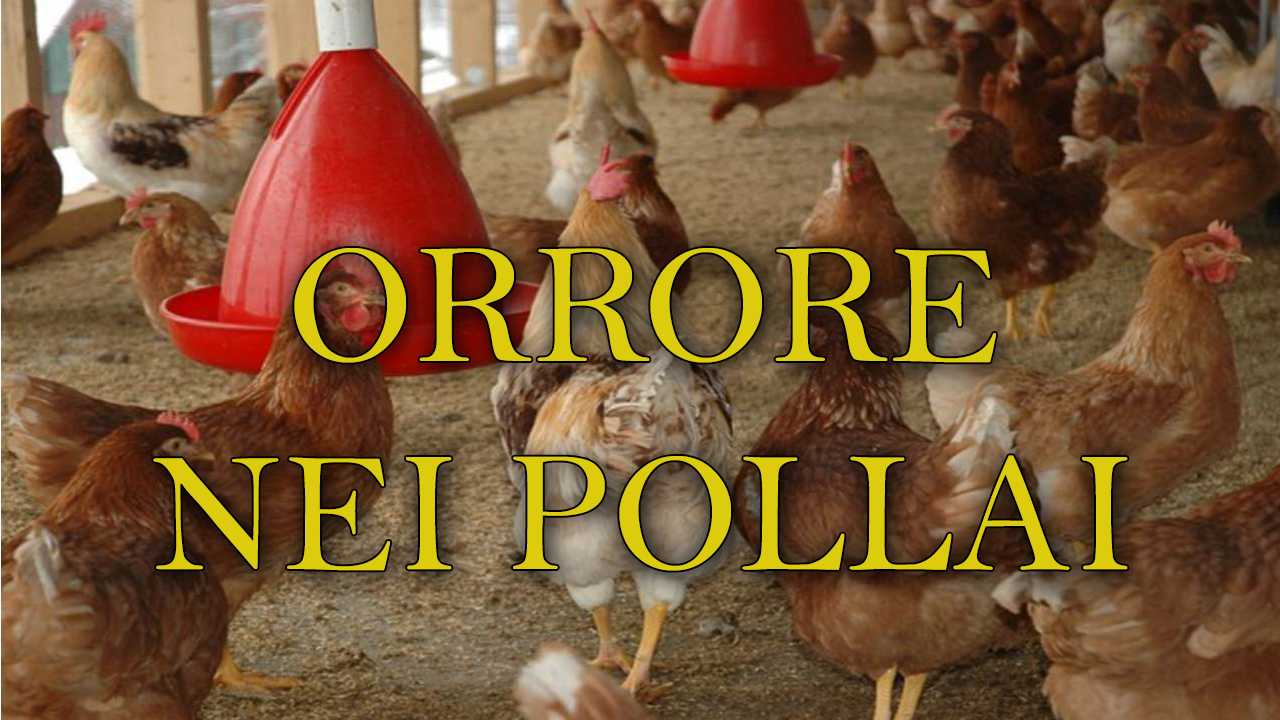 condizioni igienico sanitari pollai