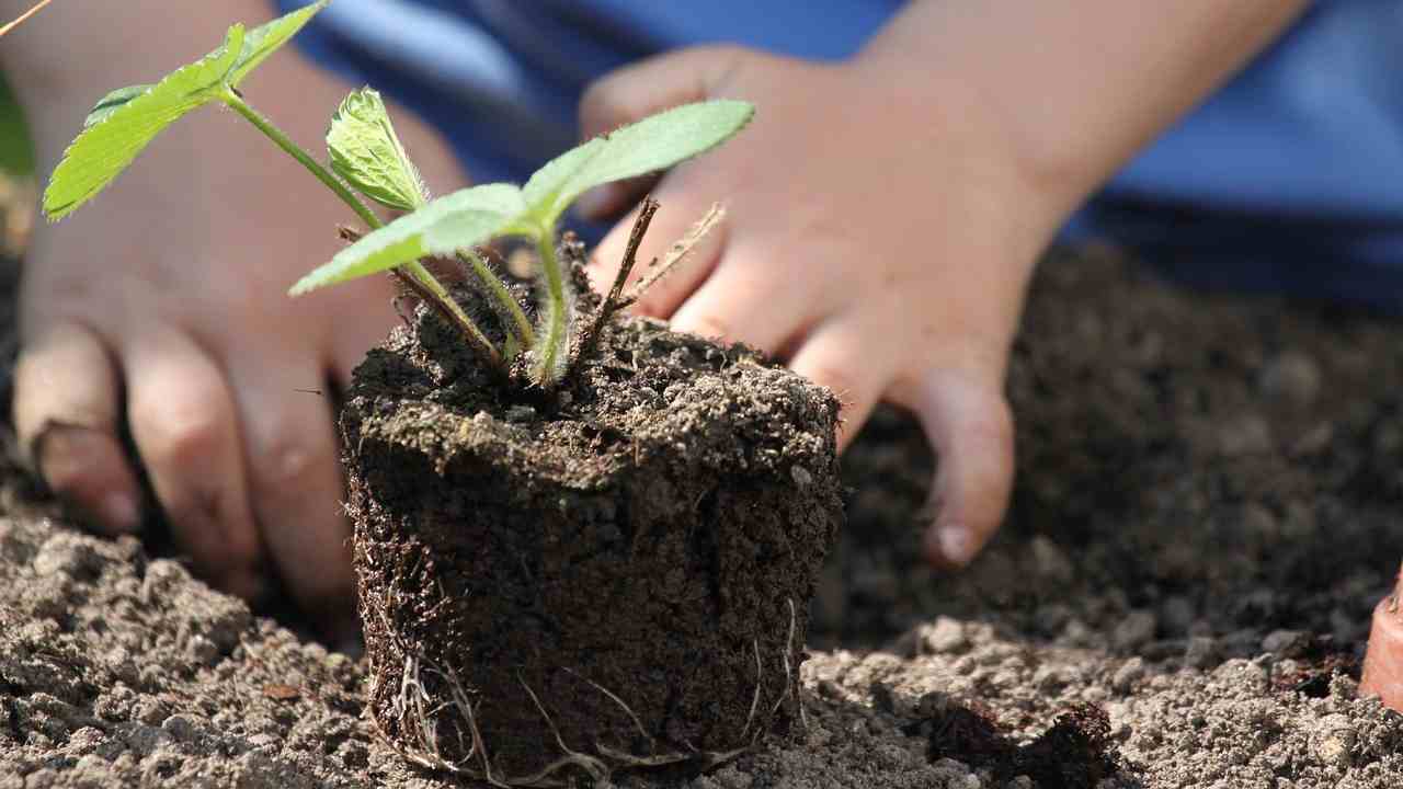 Coltivazioni orto settembre